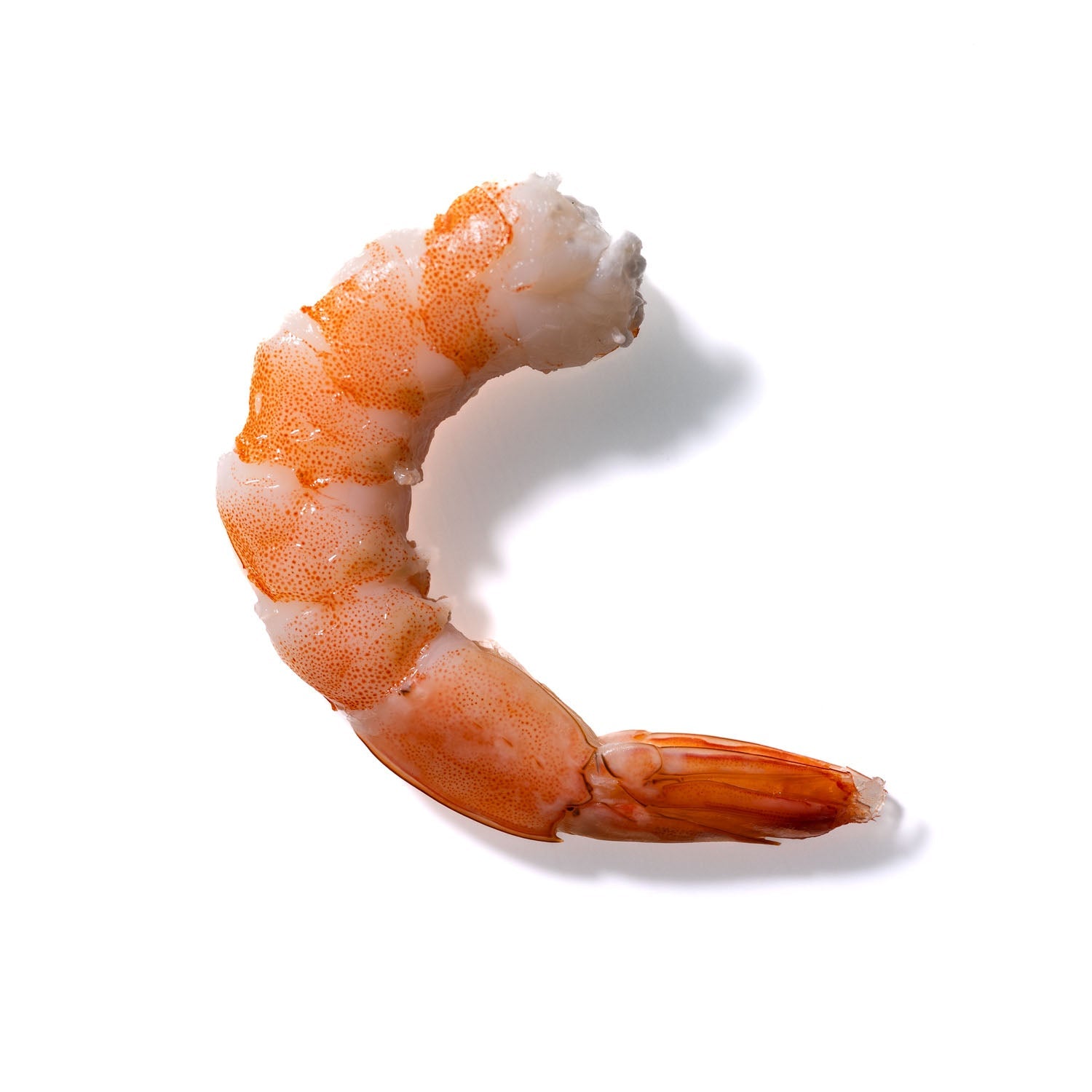 Shrimp No. 454