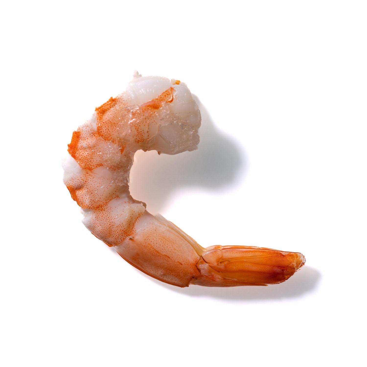 Shrimp No. 455