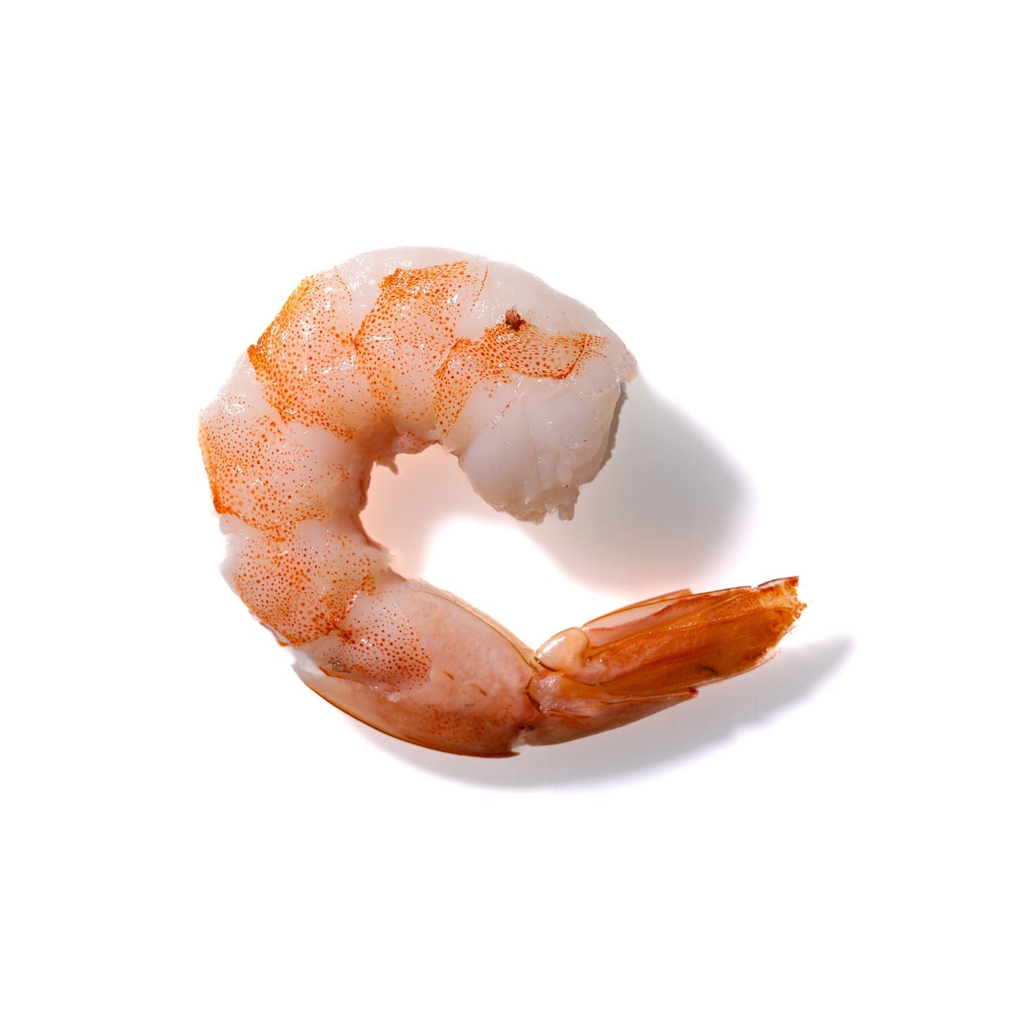 Shrimp No. 456