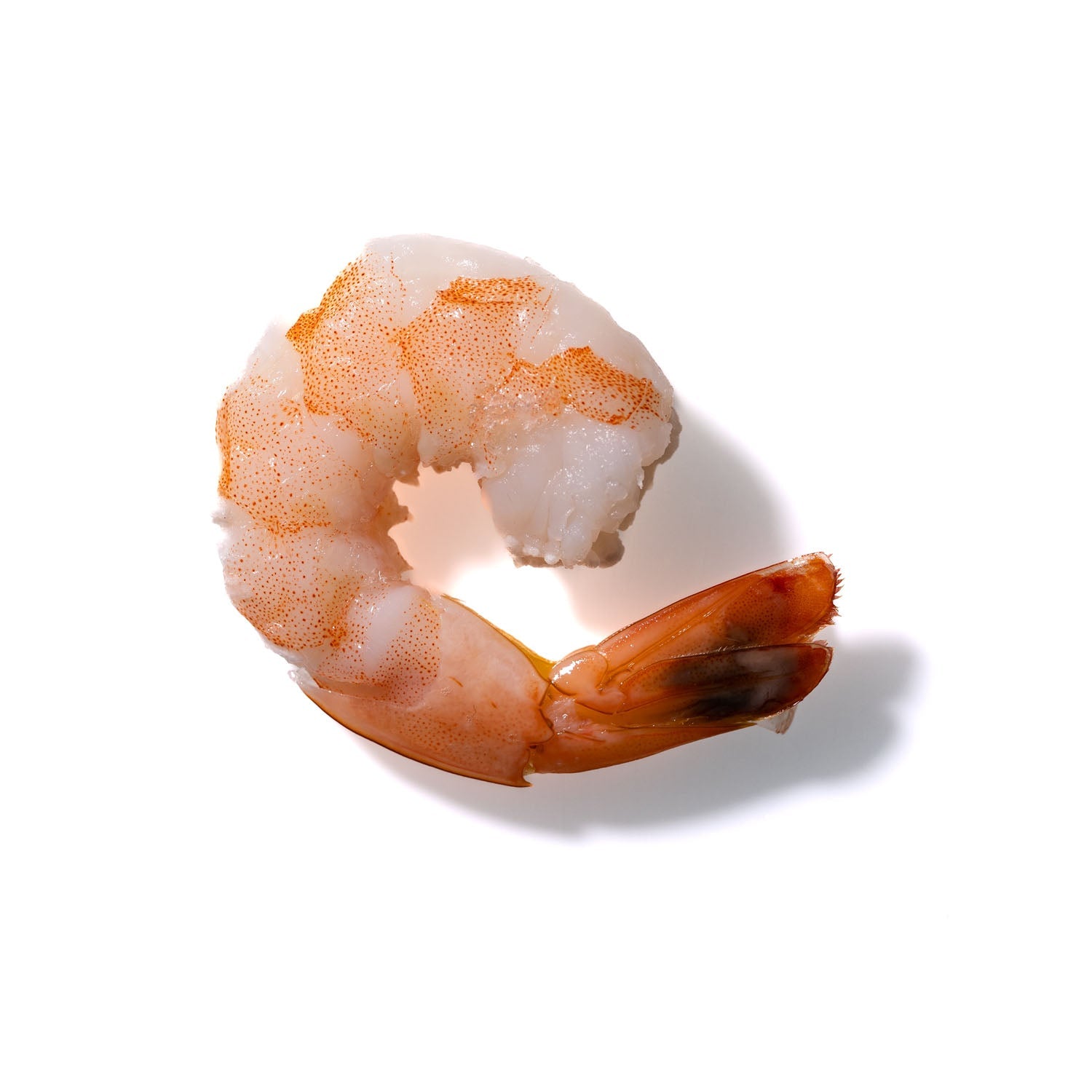 Shrimp No. 457