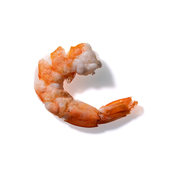 Shrimp No. 459