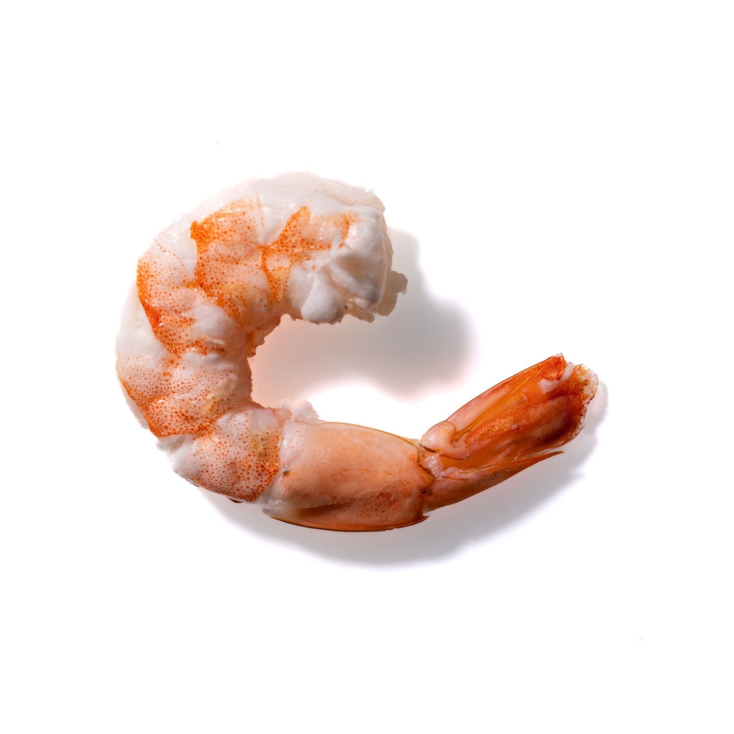 Shrimp No. 460