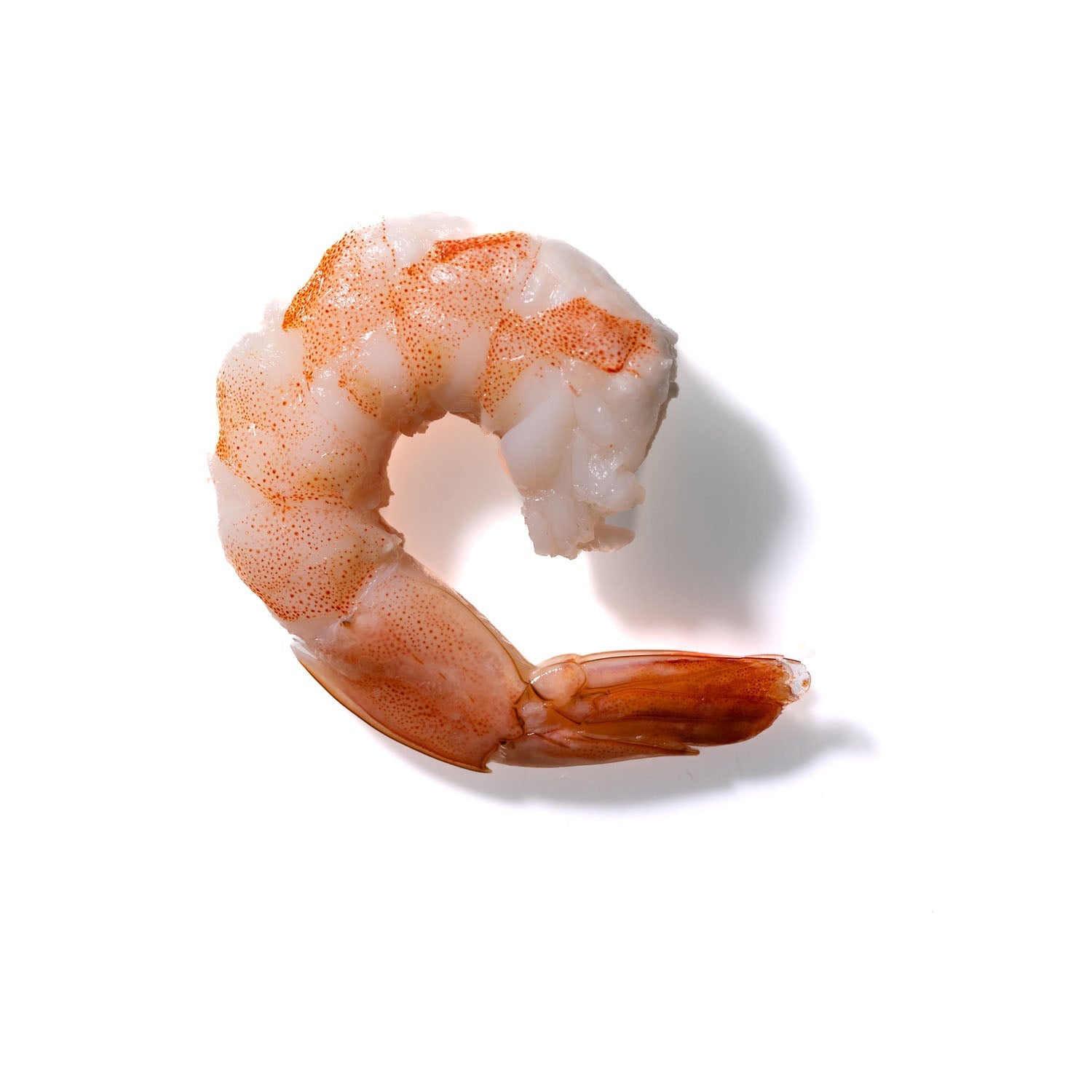 Shrimp No. 463