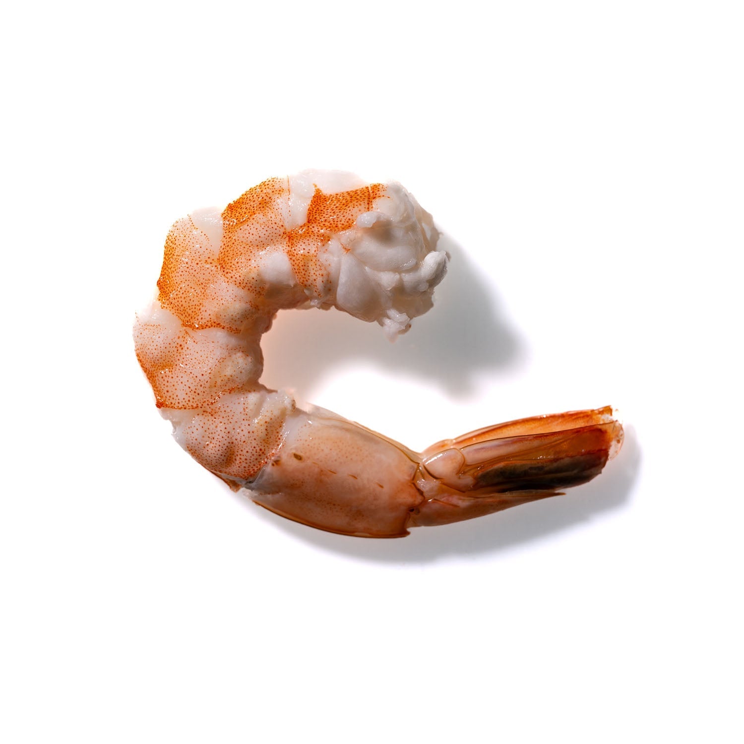 Shrimp No. 464