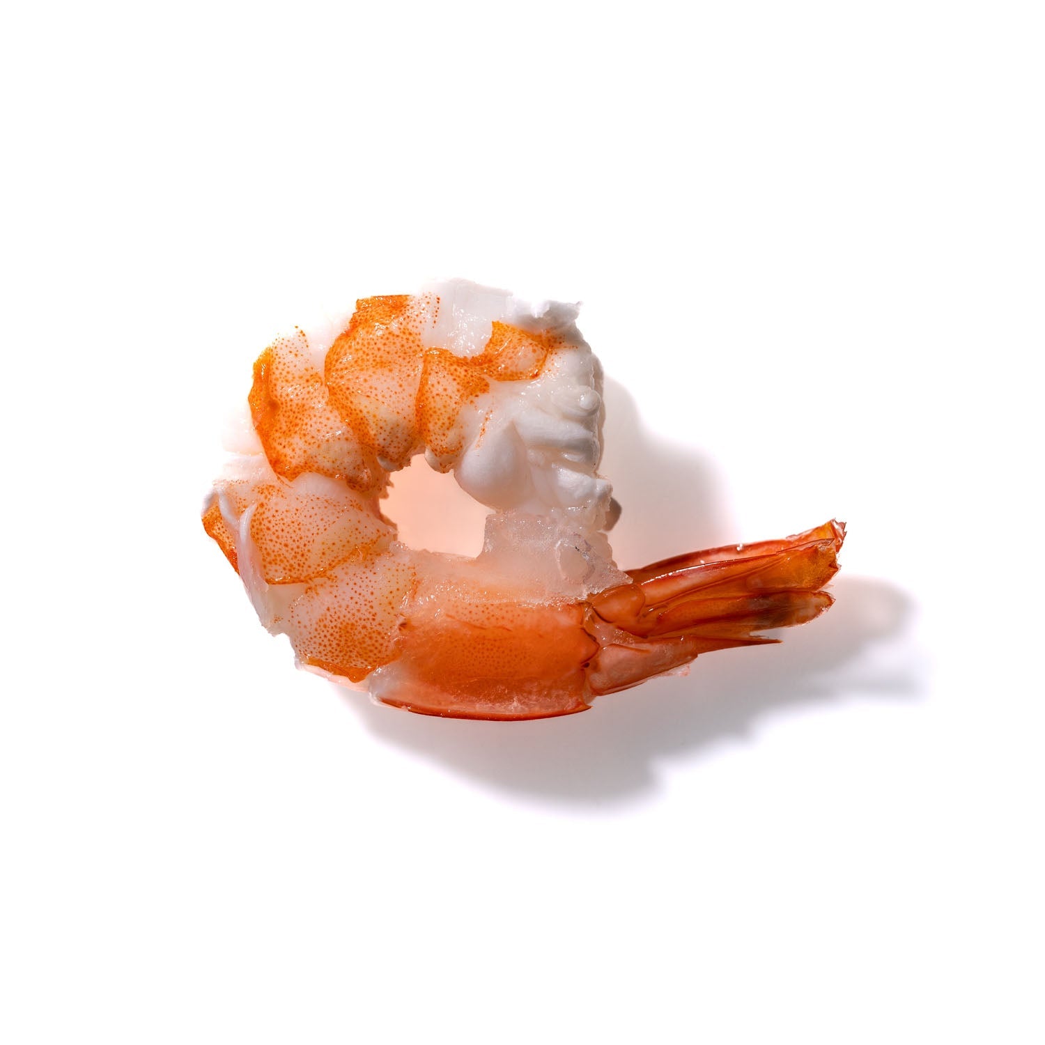 Shrimp No. 466