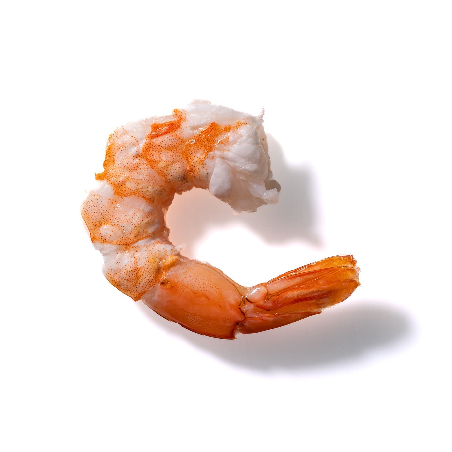 Shrimp No. 467