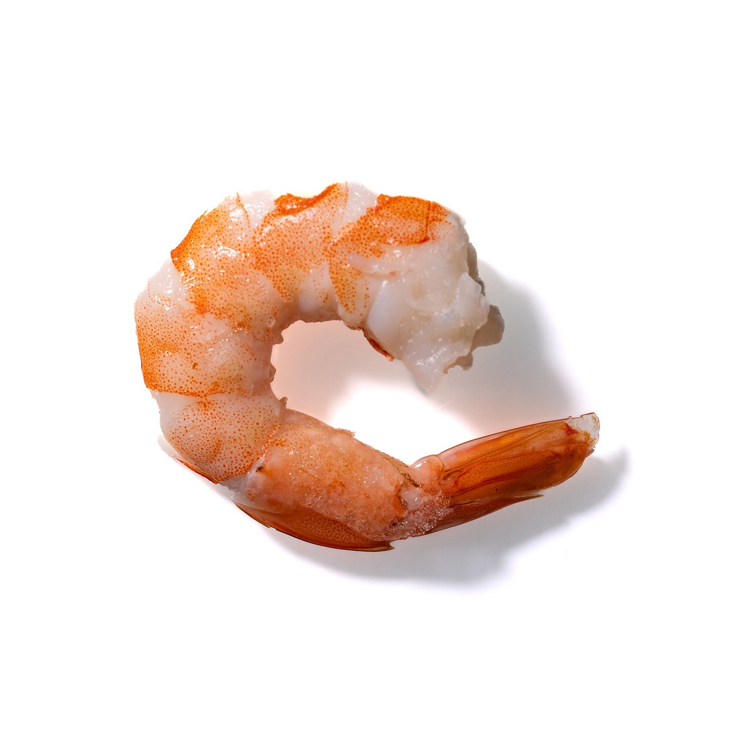 Shrimp No. 469