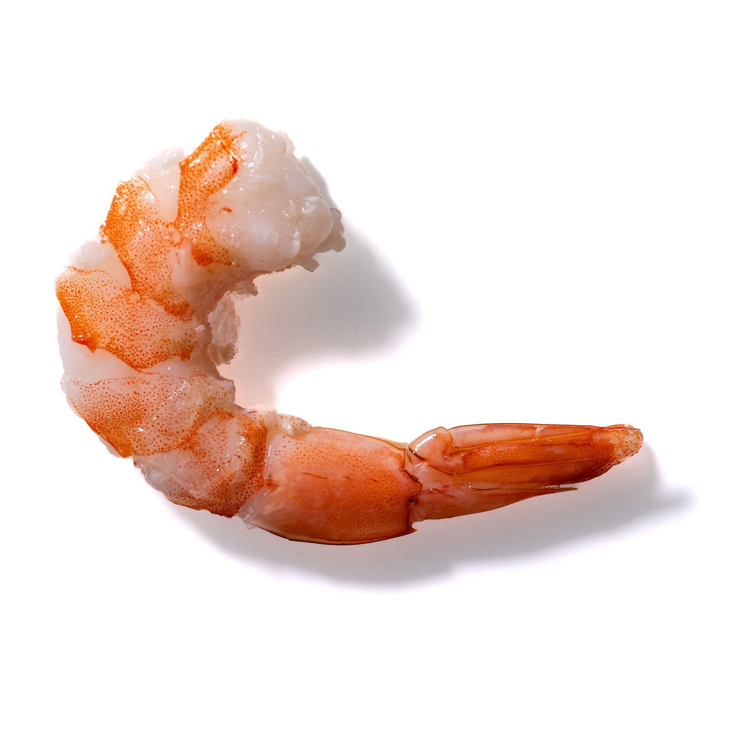 Shrimp No. 475