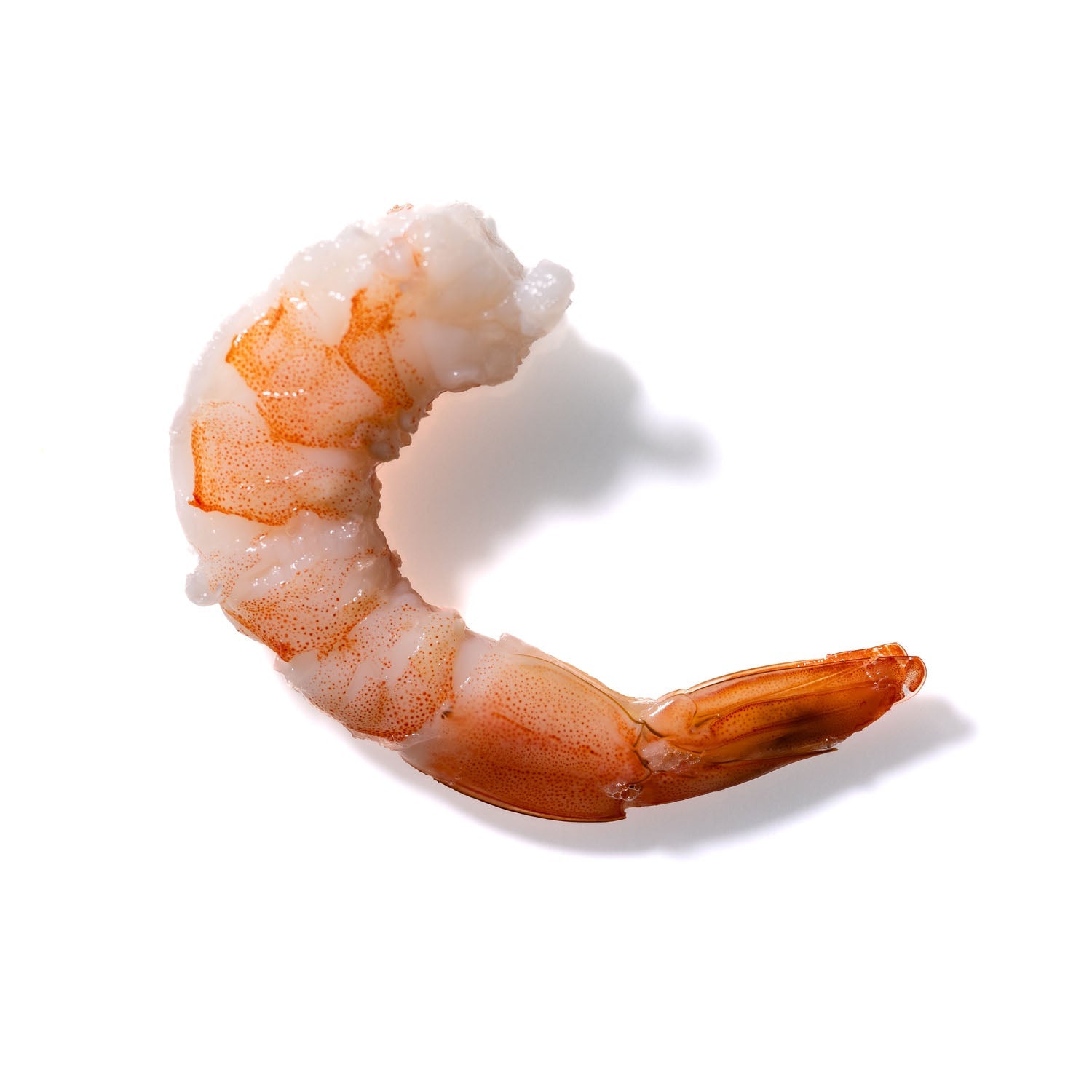 Shrimp No. 477