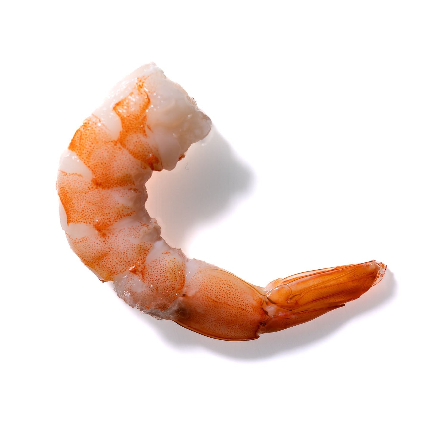 Shrimp No. 478