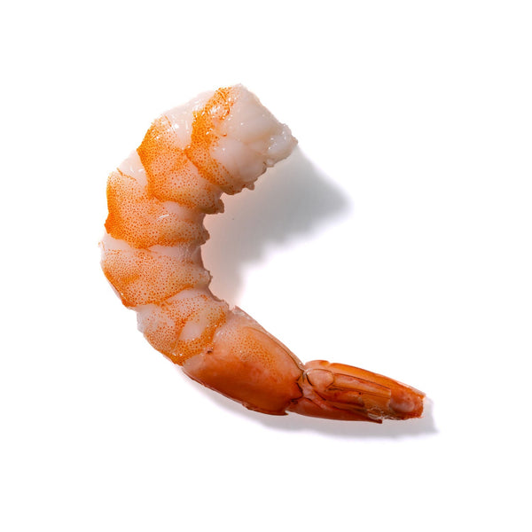 Shrimp No. 481