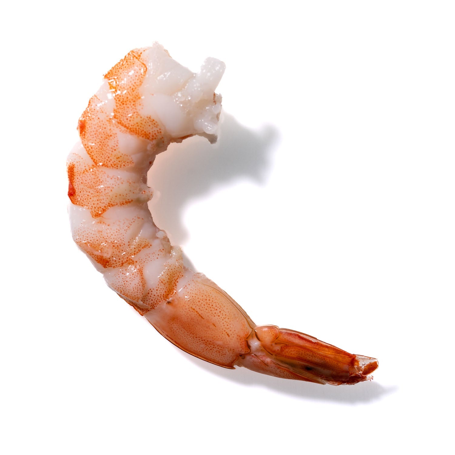 Shrimp No. 482