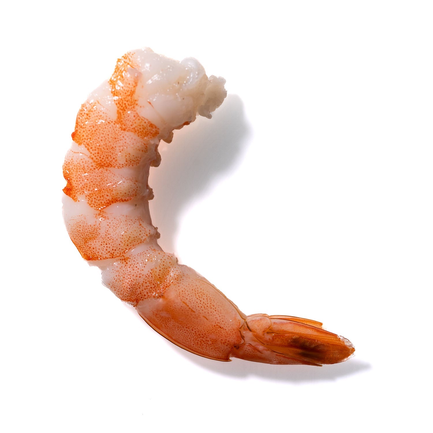 Shrimp No. 484