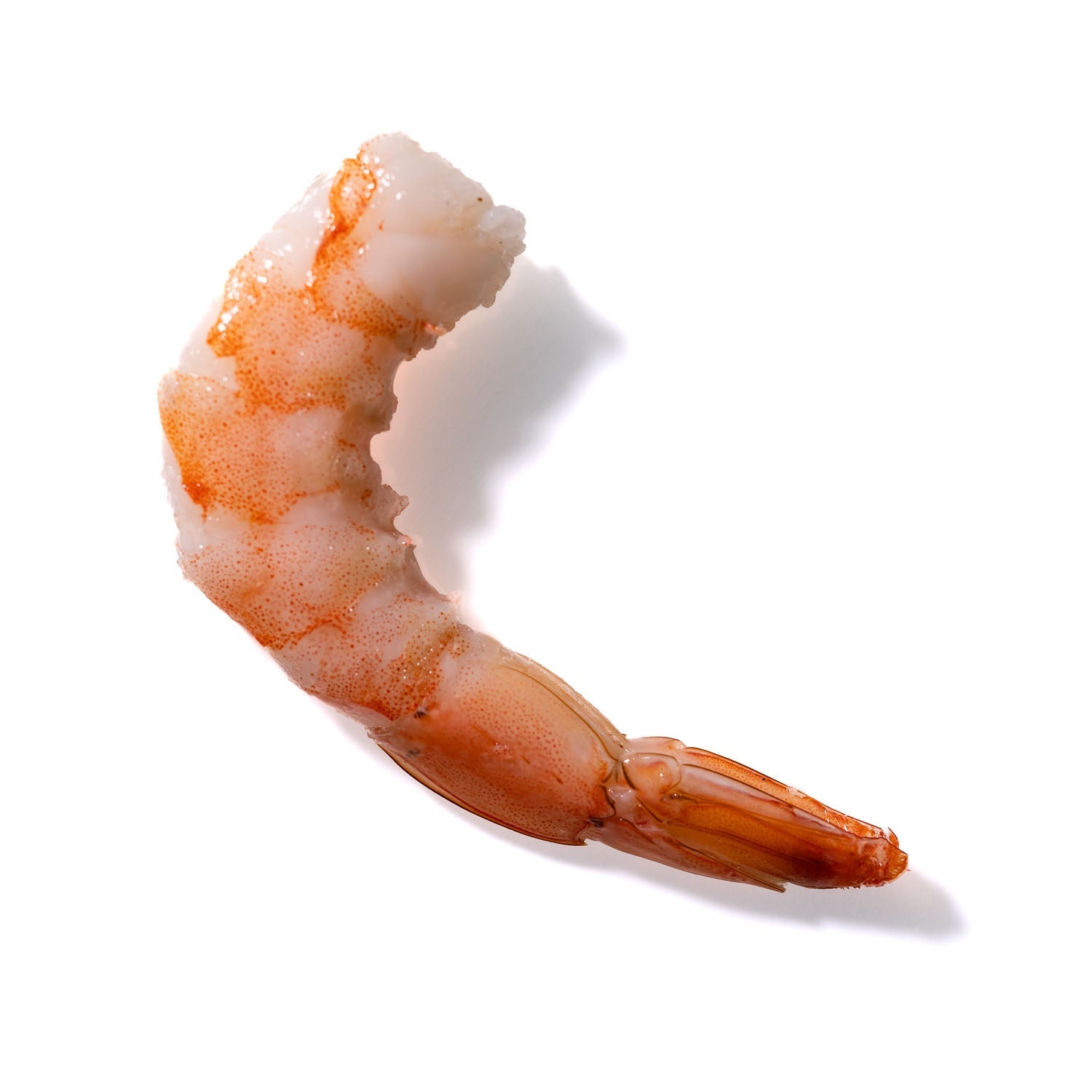 Shrimp No. 485