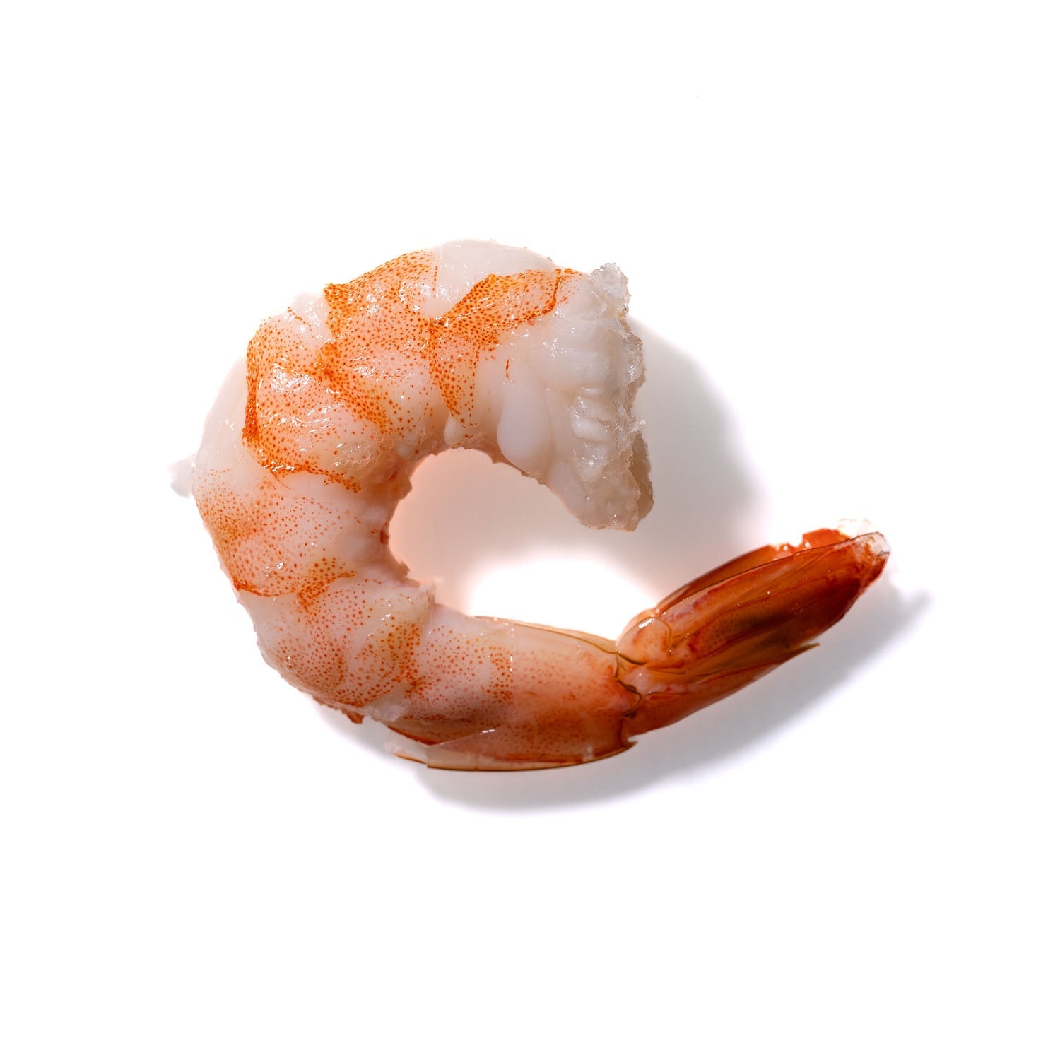 Shrimp No. 486