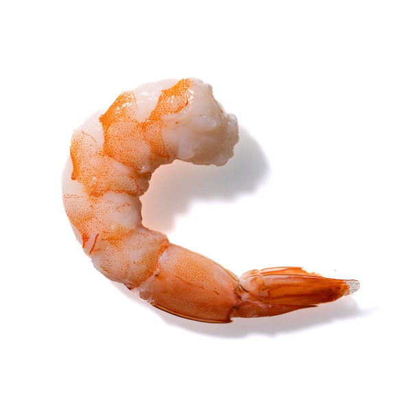 Shrimp No. 487