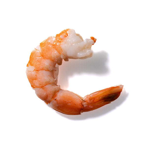 Shrimp No. 488