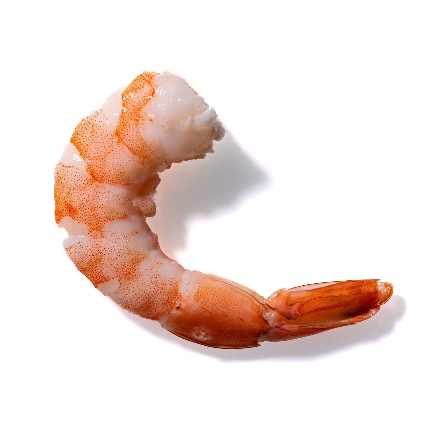 Shrimp No. 489