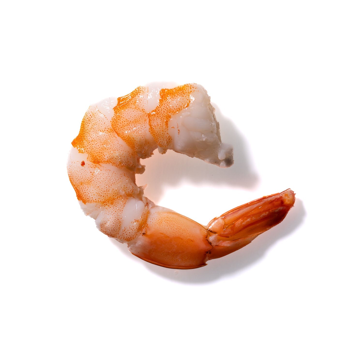 Shrimp No. 490