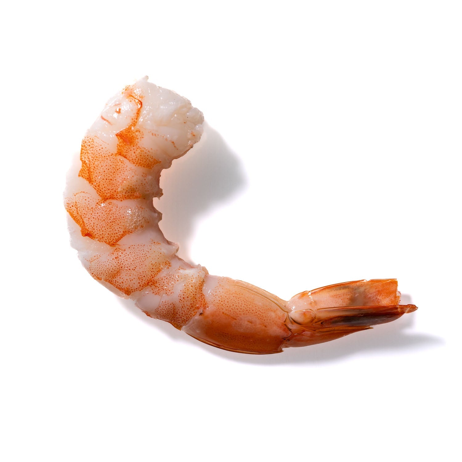 Shrimp No. 493