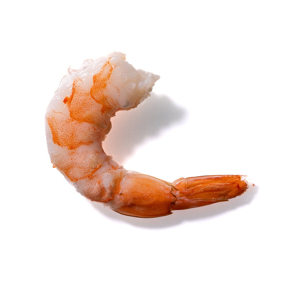 Shrimp No. 494