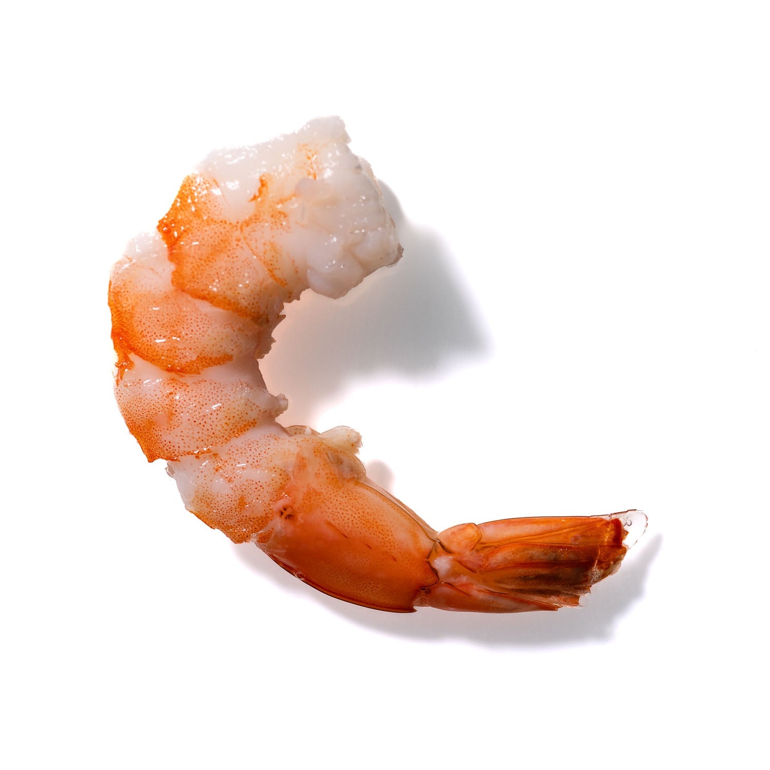 Shrimp No. 495