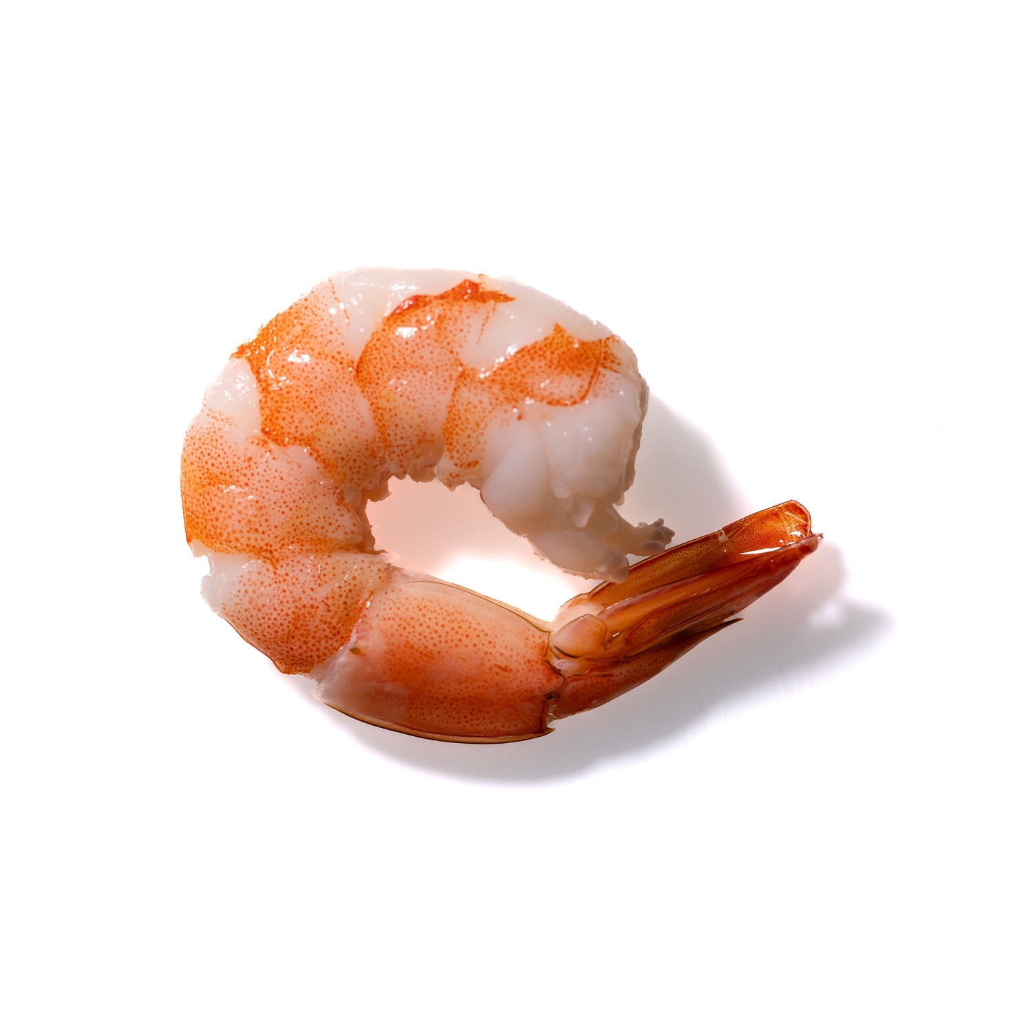 Shrimp No. 496