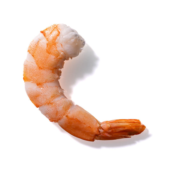 Shrimp No. 498