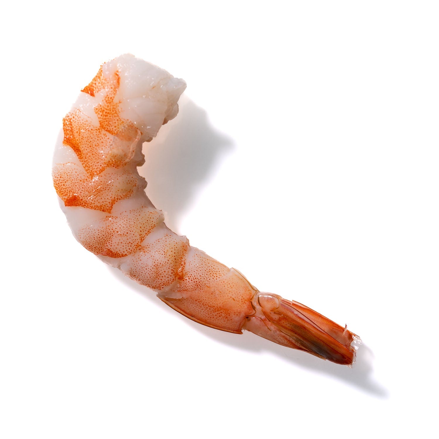 Shrimp No. 501