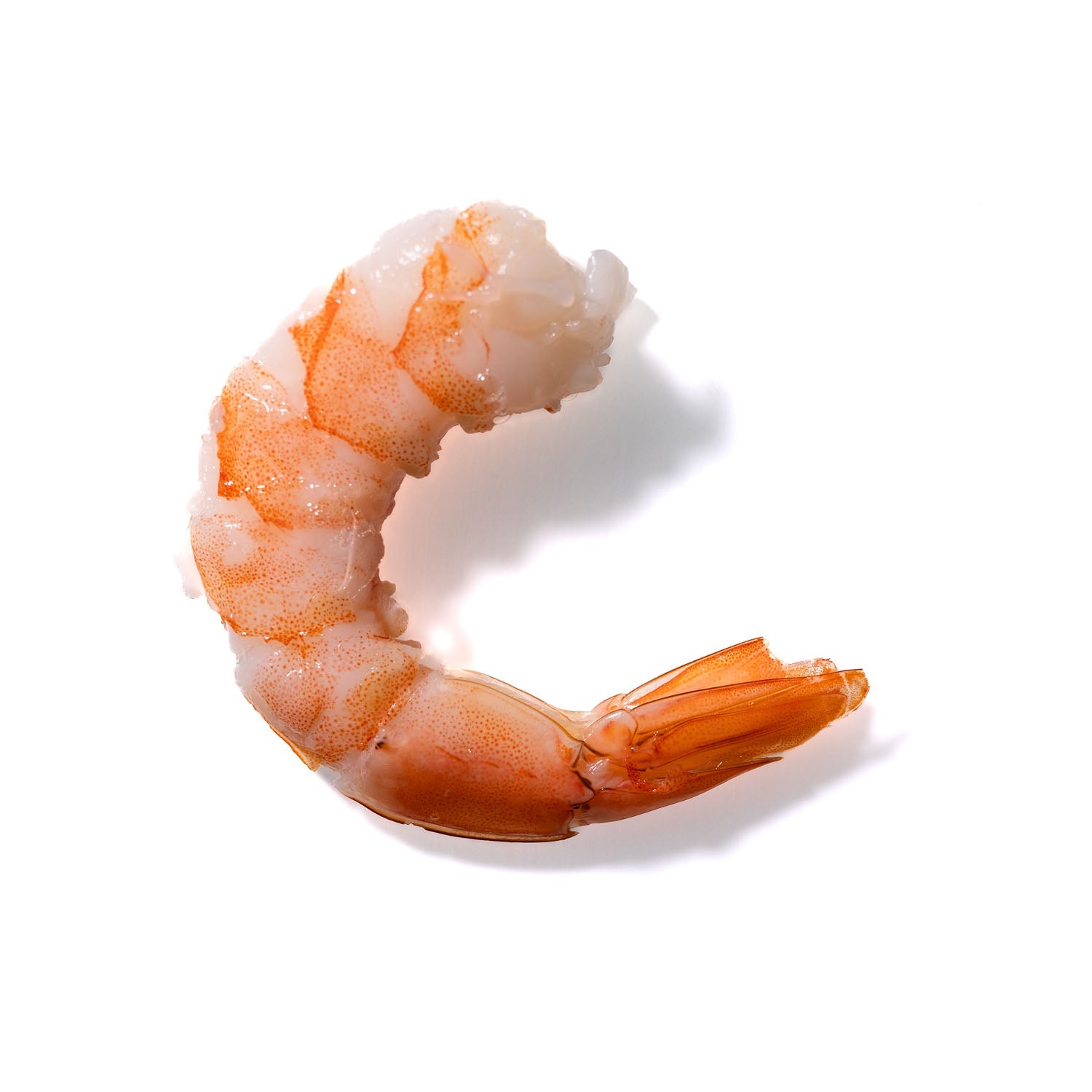 Shrimp No. 502