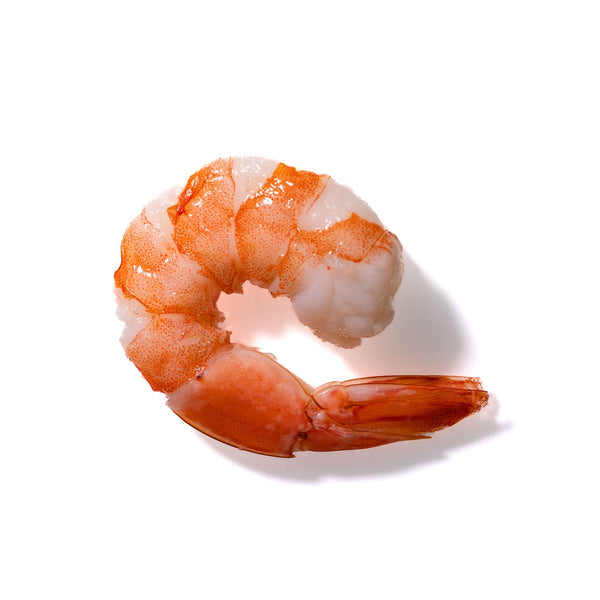 Shrimp No. 504