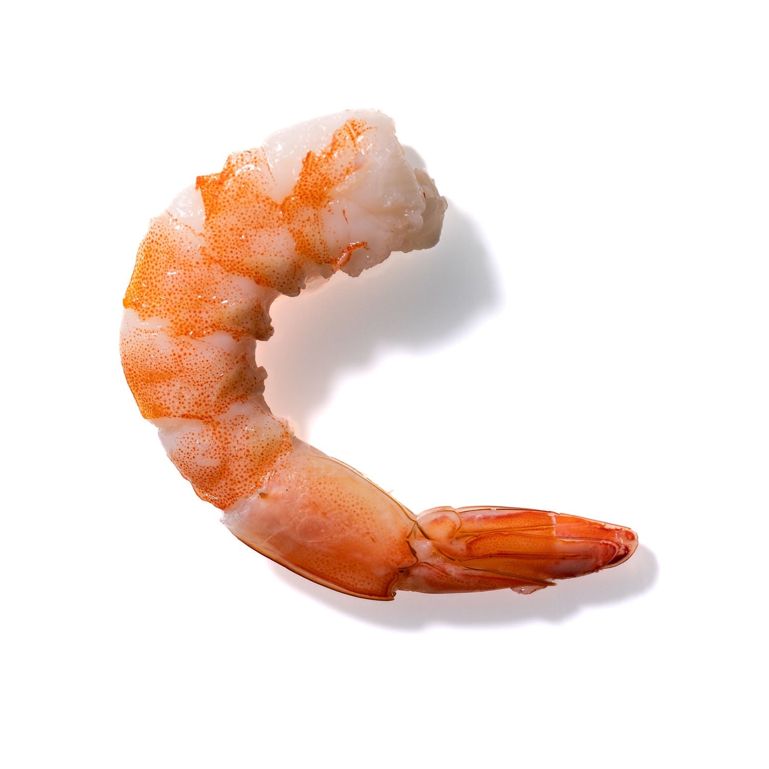 Shrimp No. 511