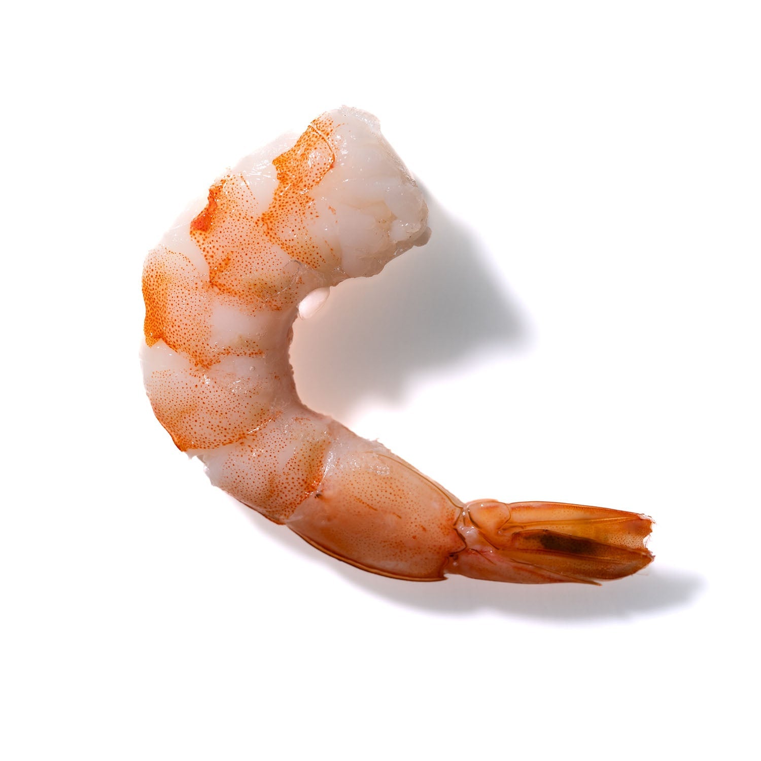 Shrimp No. 513