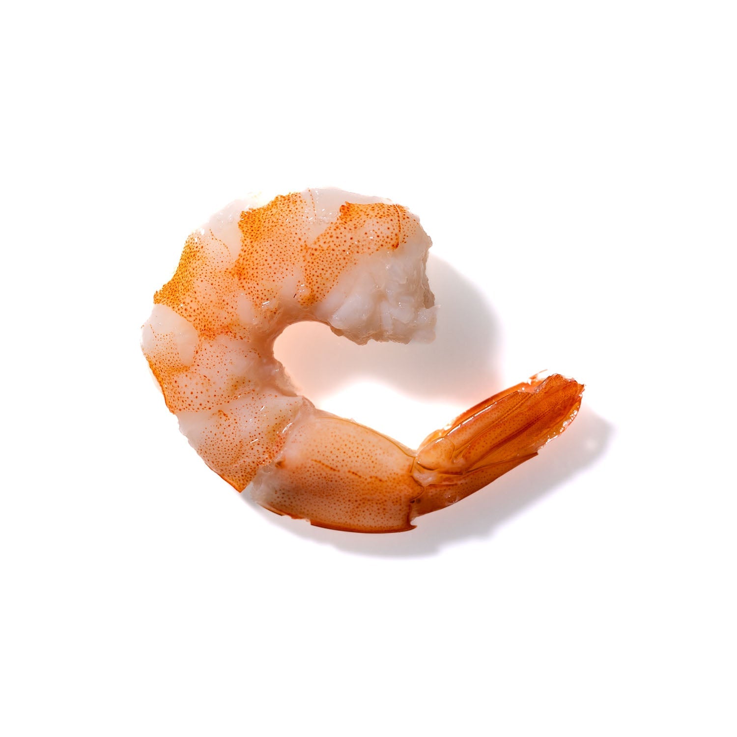 Shrimp No. 517