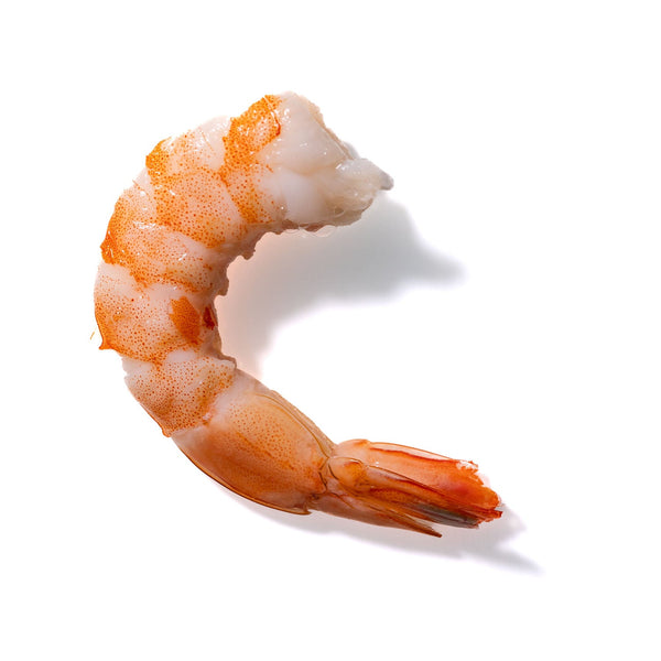 Shrimp No. 519