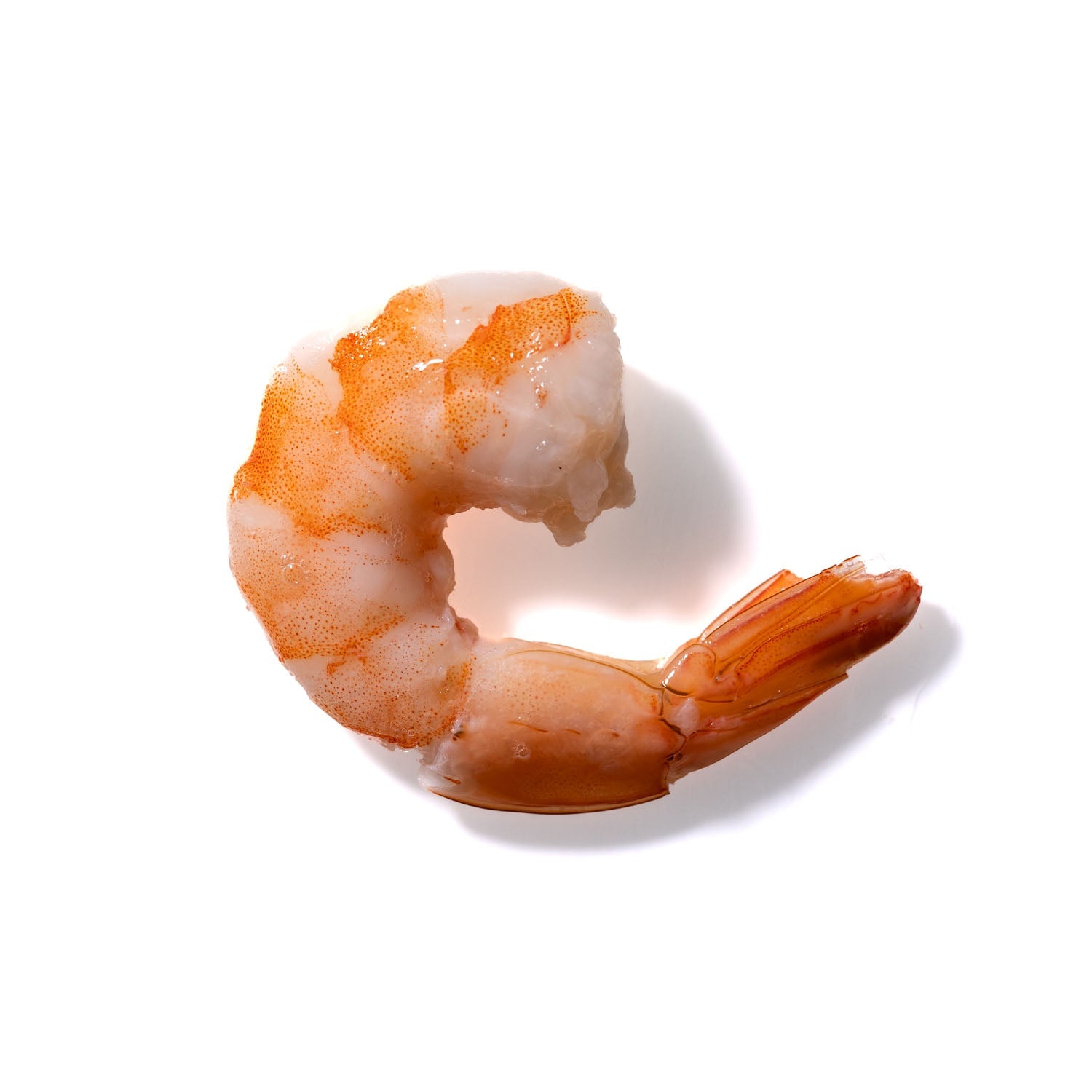 Shrimp No. 520