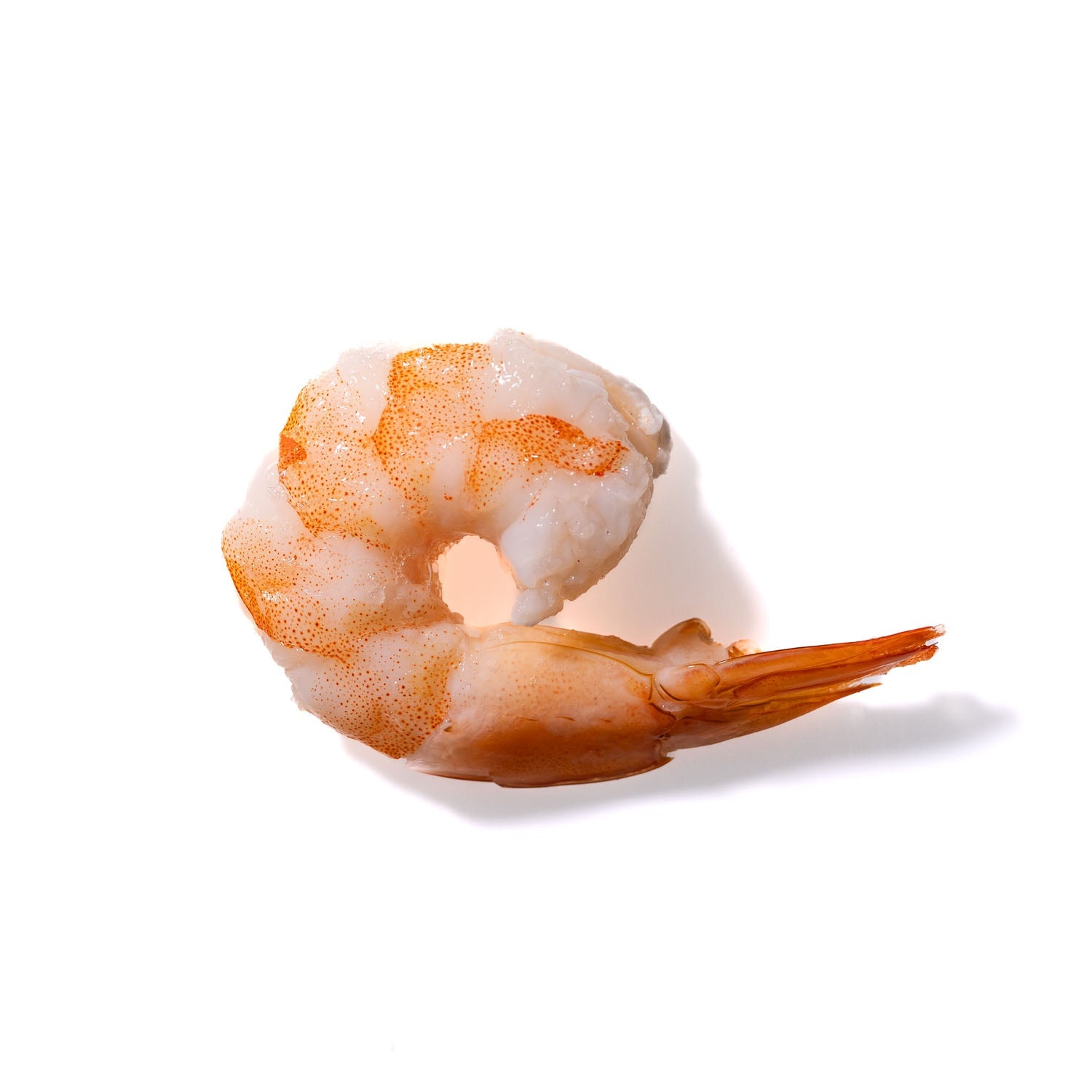 Shrimp No. 524