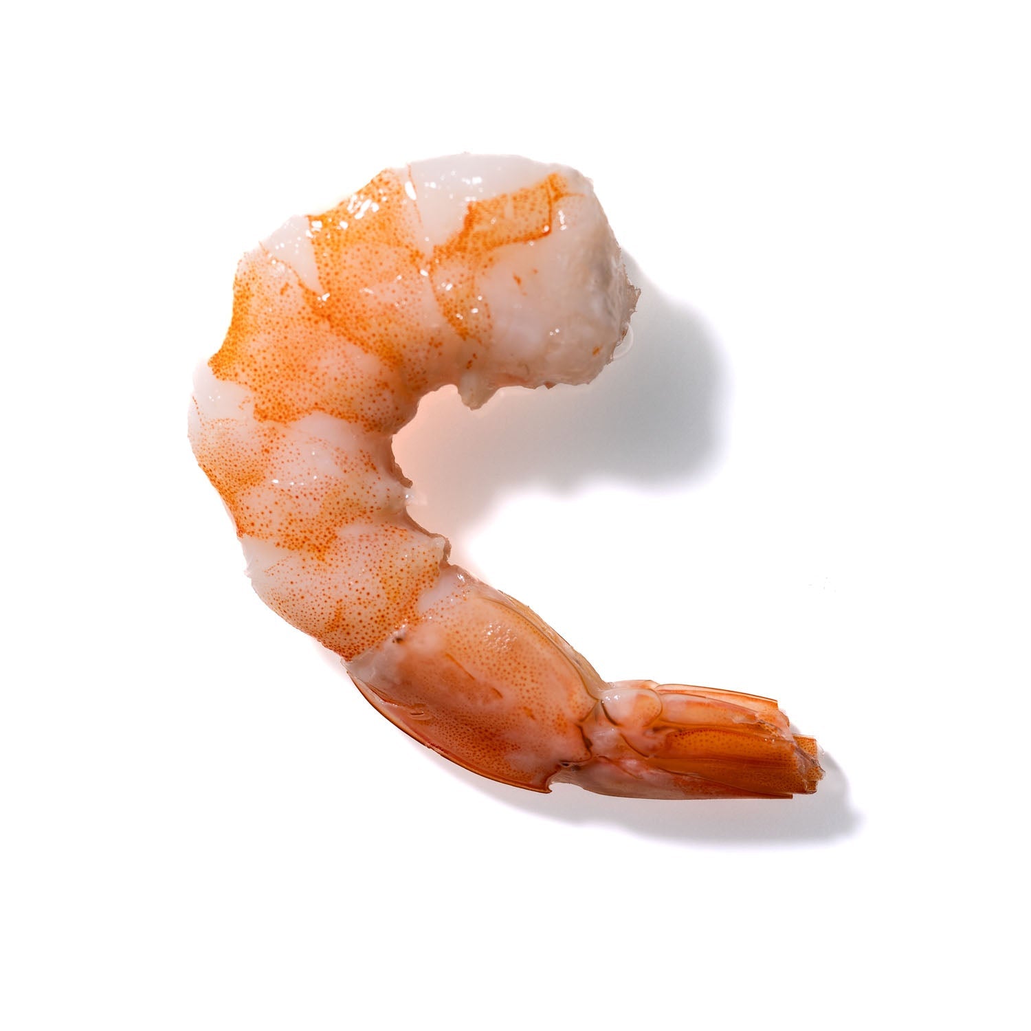 Shrimp No. 525