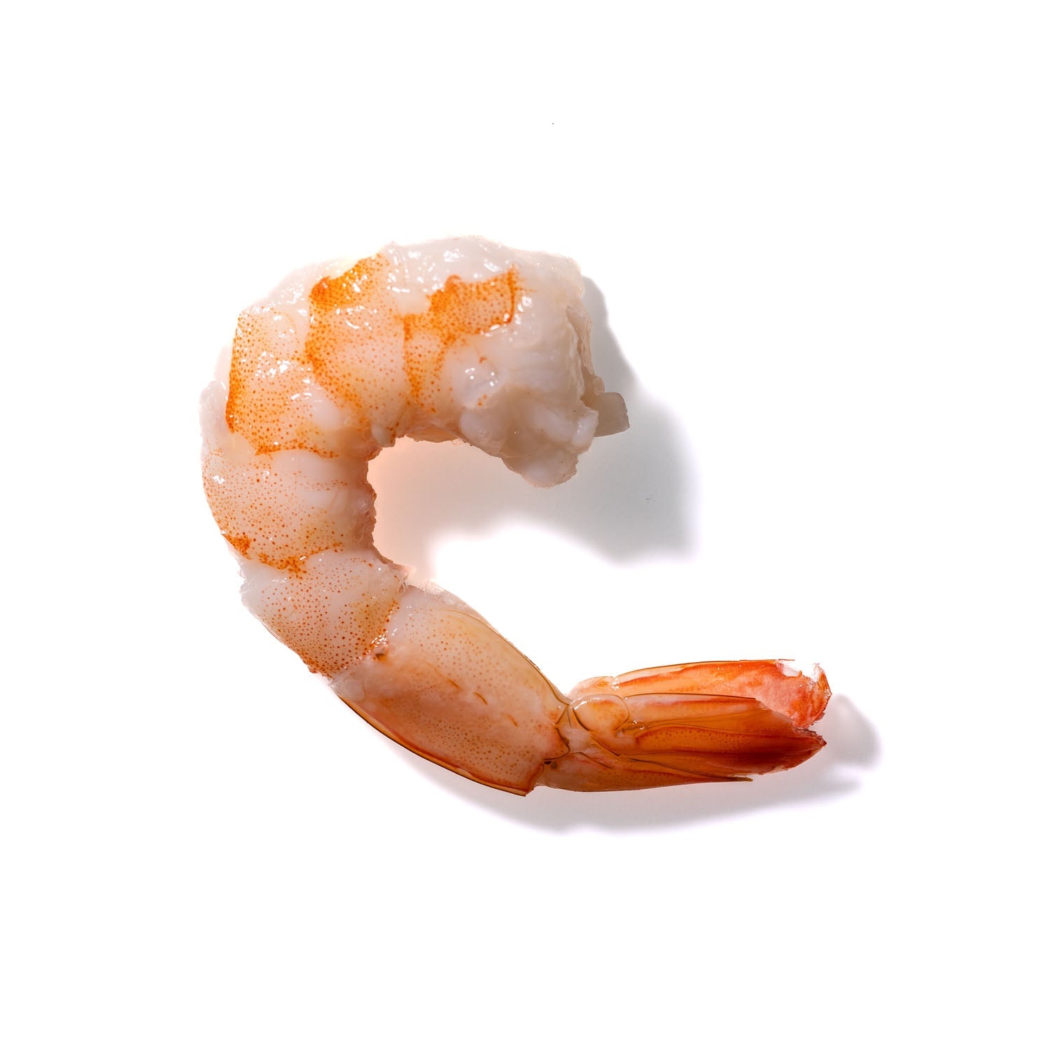 Shrimp No. 526