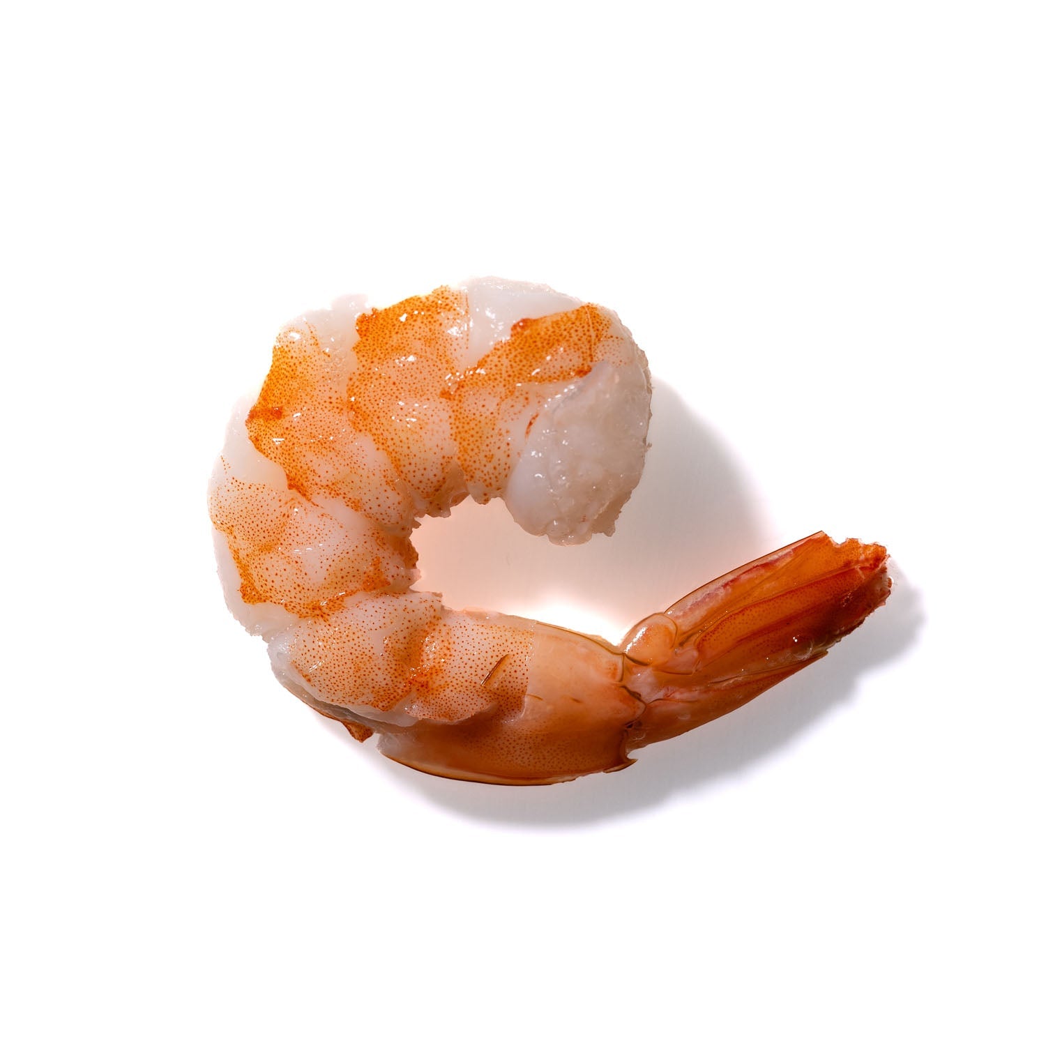 Shrimp No. 539