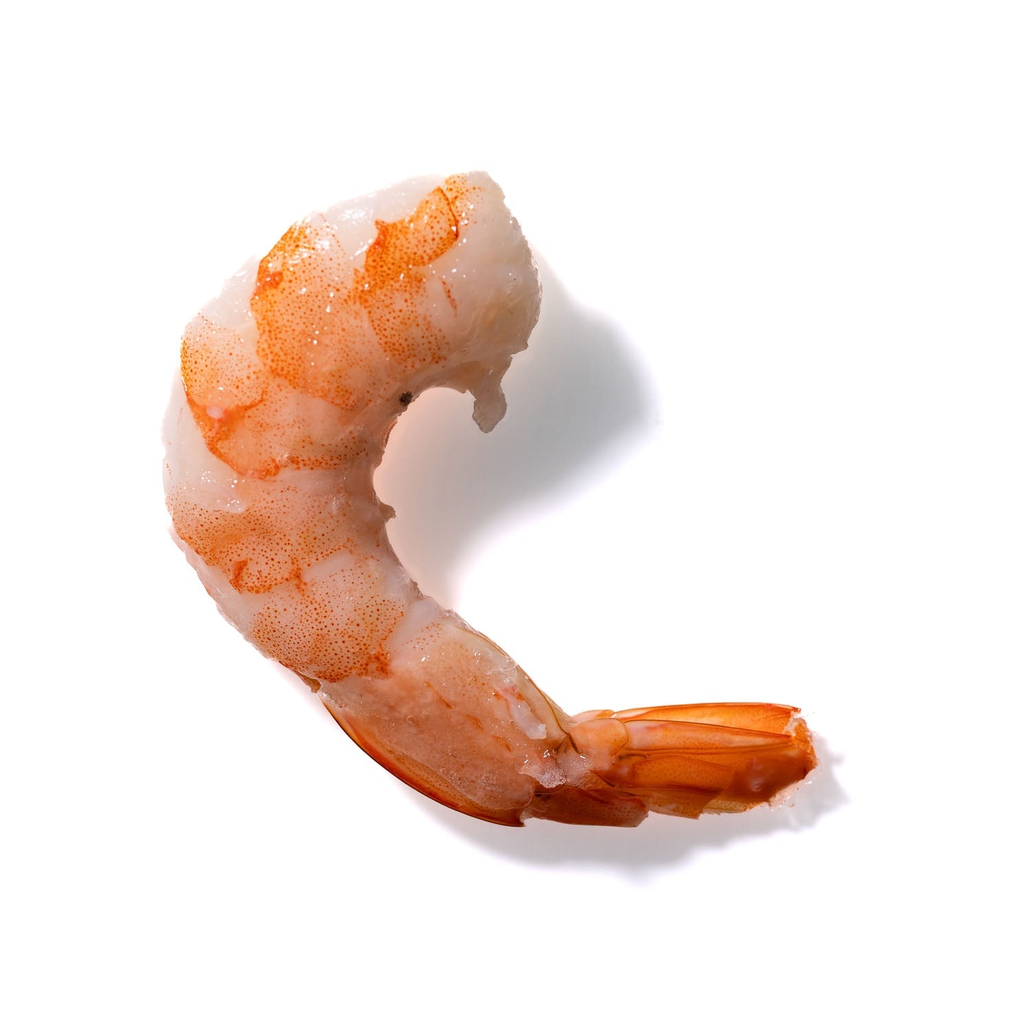 Shrimp No. 542