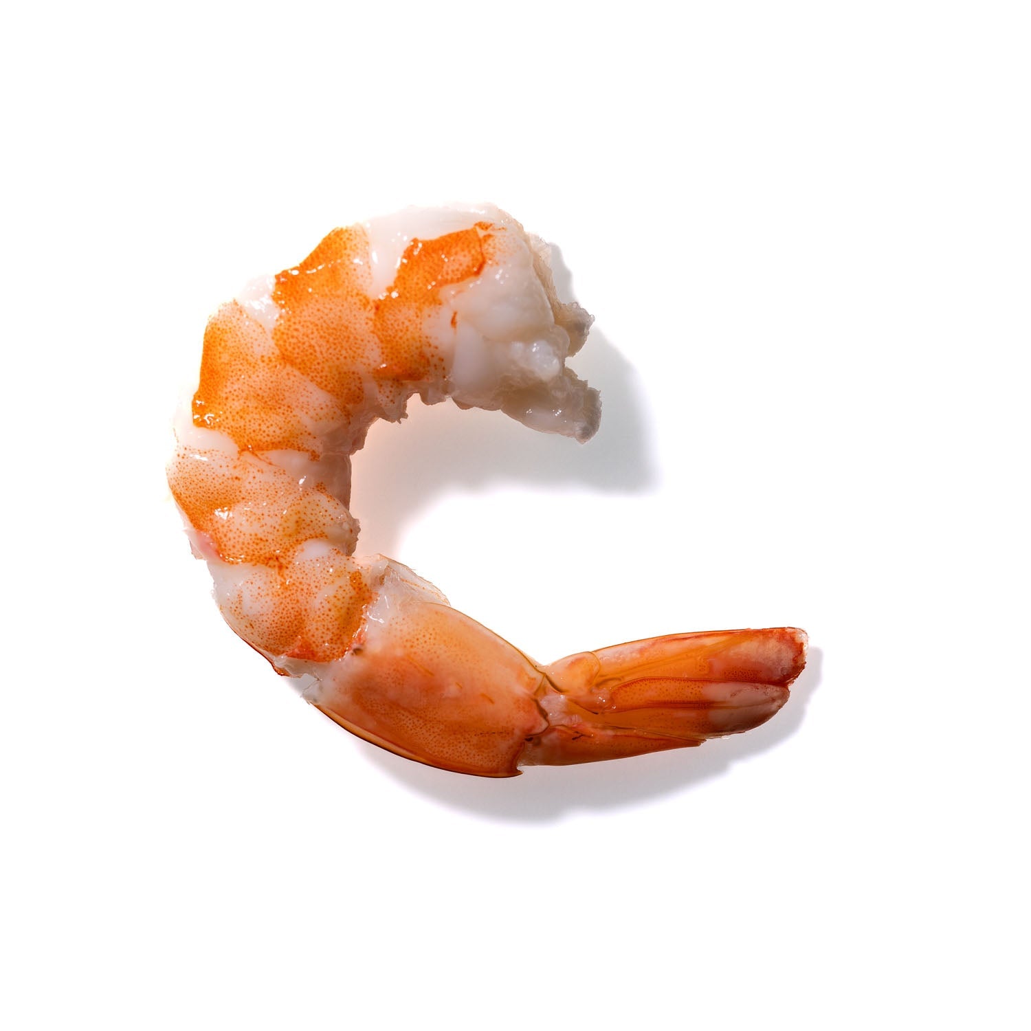 Shrimp No. 550