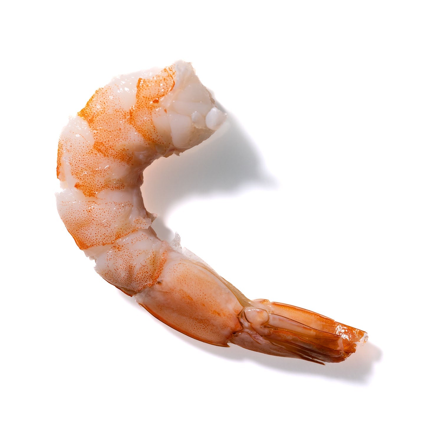 Shrimp No. 601