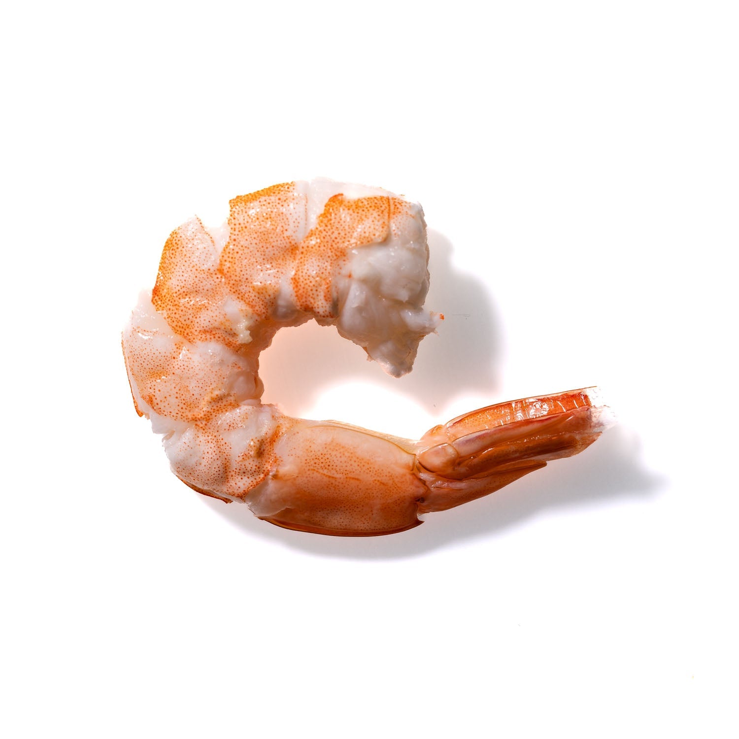 Shrimp No. 603