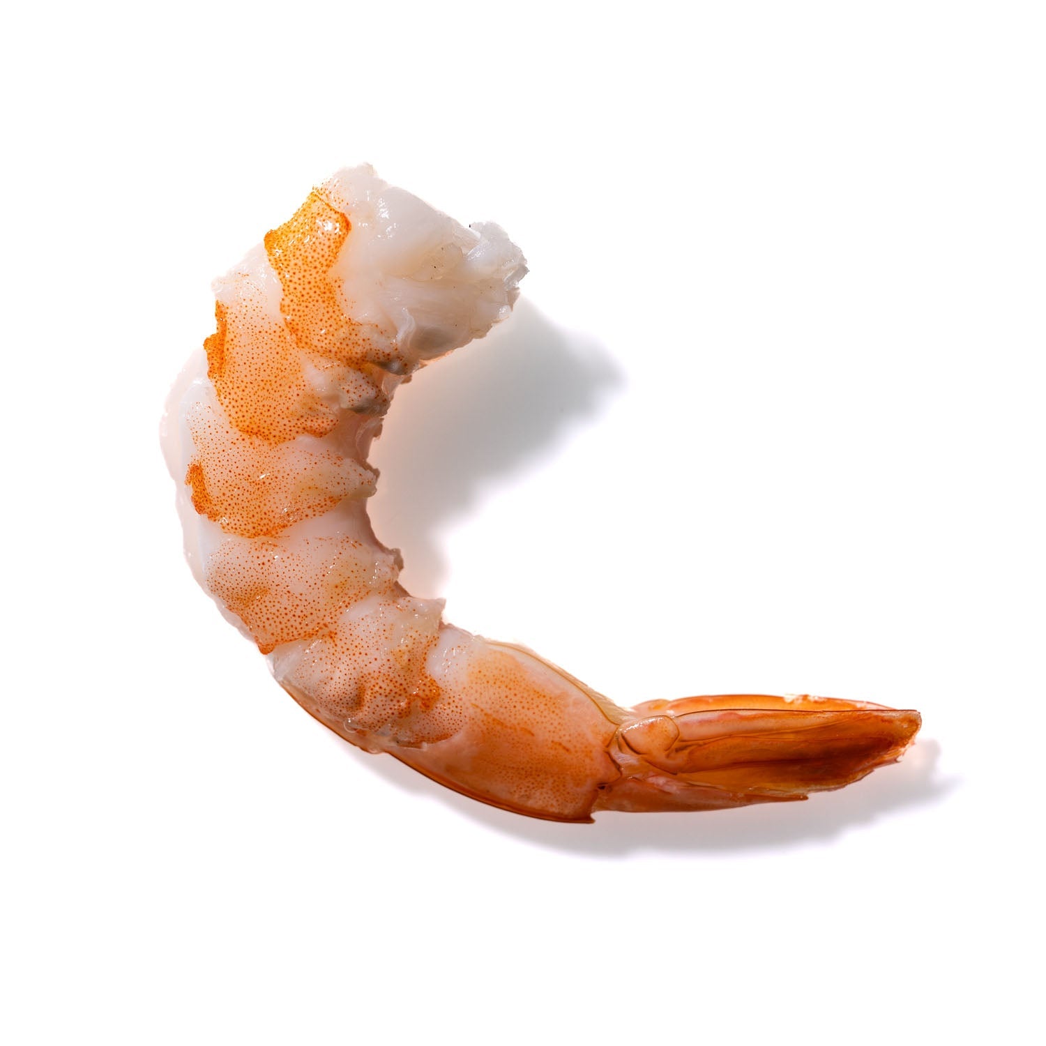 Shrimp No. 607