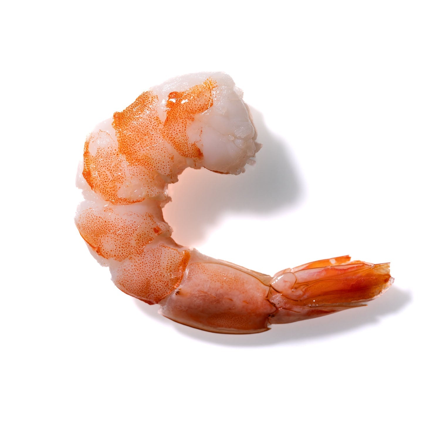 Shrimp No. 608