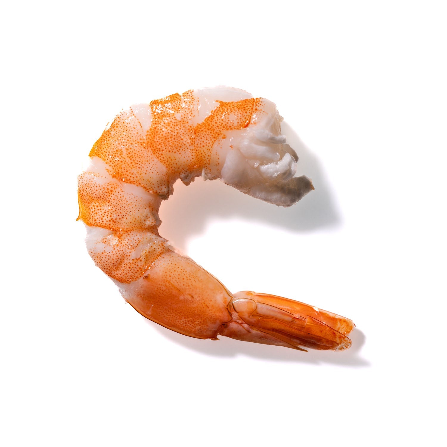 Shrimp No. 610