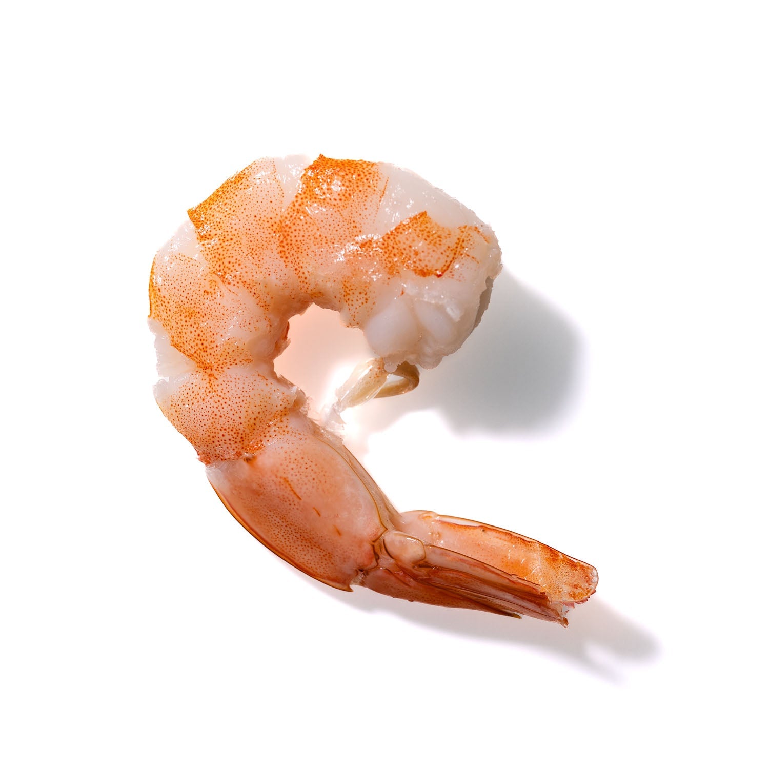 Shrimp No. 611