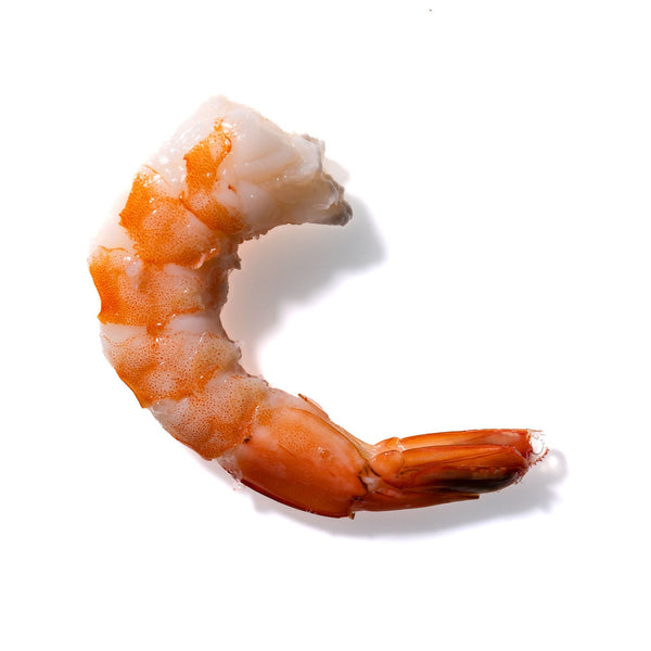 Shrimp No. 613