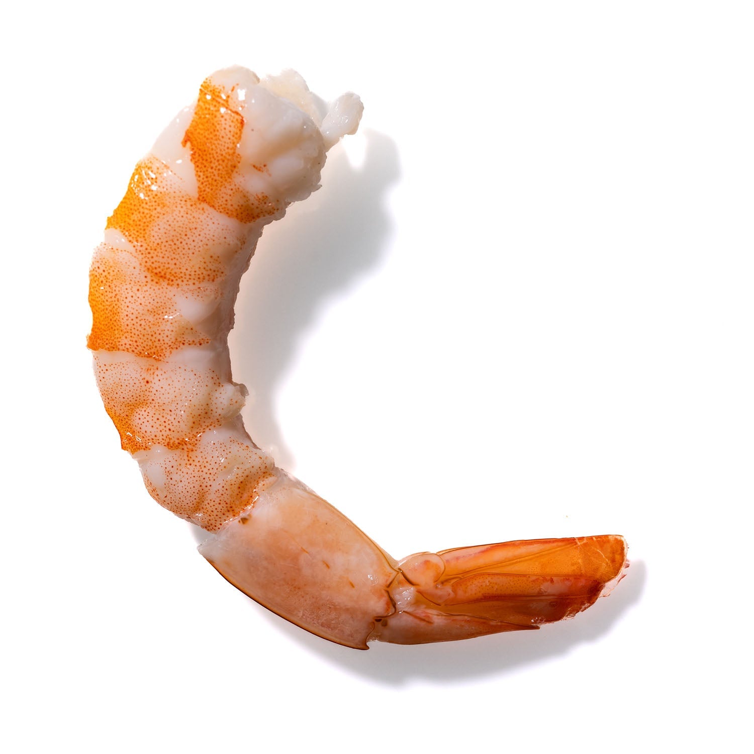 Shrimp No. 614